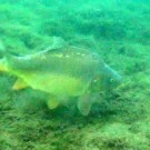 Karpfen im Friedberger Baggersee