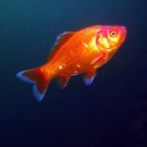Goldfisch im Paradies zwischen Floß und Plößberg